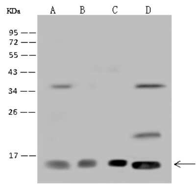 Western Blot: RPA14 Antibody [NBP2-97782]