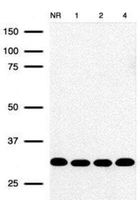 Western Blot: RPA2 Antibody (12F3.3) [NB100-158]