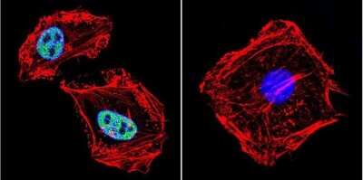 Immunocytochemistry/ Immunofluorescence: RPA2 Antibody (MA34) [NB100-74526]