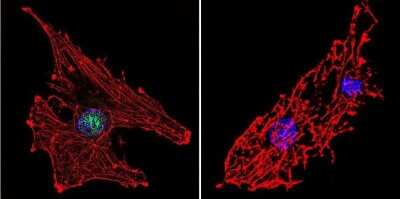 Immunocytochemistry/ Immunofluorescence: RPA2 Antibody (MA34) [NB100-74526]