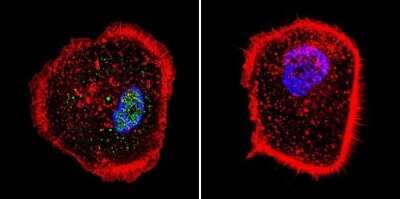 Immunocytochemistry/ Immunofluorescence: RPA2 Antibody (MA34) [NB100-74526]