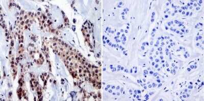 Immunohistochemistry-Paraffin: RPA2 Antibody (MA34) [NB100-74526]