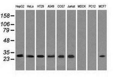 Western Blot: RPA2 Antibody (OTI9A1)Azide and BSA Free [NBP2-73935]