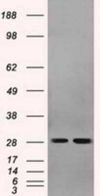 Western Blot: RPA2 Antibody (OTI9A1)Azide and BSA Free [NBP2-73935]