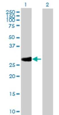 Western Blot: RPA4 Antibody [H00029935-B01P]