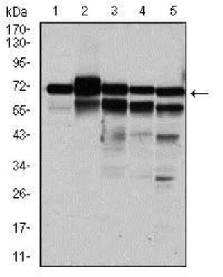 Western Blot: RPA70 Antibody (4C4)BSA Free [NBP2-37500]