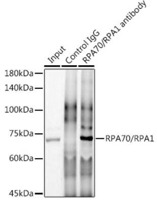 Immunoprecipitation: RPA70 Antibody (5R7S3) [NBP3-16174]