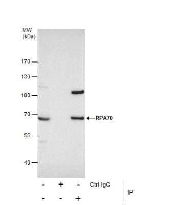 Immunoprecipitation: RPA70 Antibody [NBP1-31382]