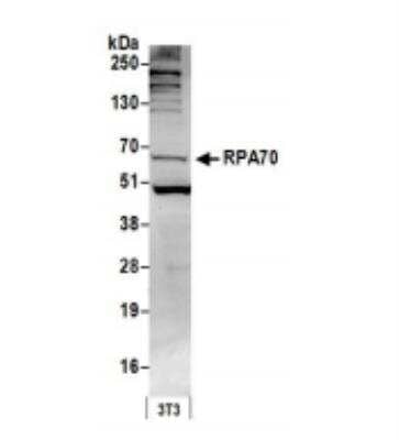 Western Blot: RPA70 Antibody [NB100-2204]