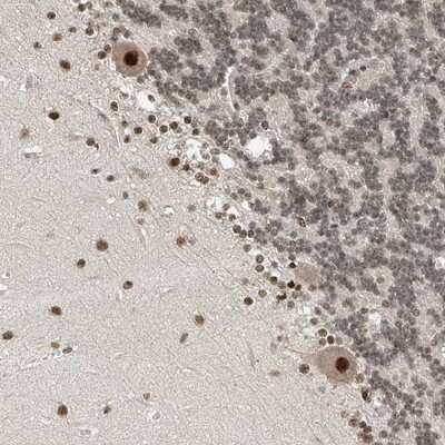 Immunohistochemistry-Paraffin: RPAIN Antibody [NBP1-81706]