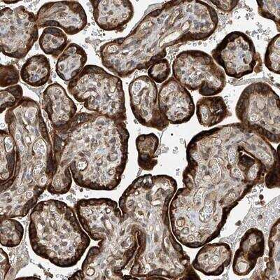 Immunohistochemistry-Paraffin: RPAIN Antibody [NBP1-81707]