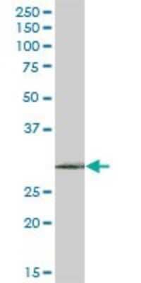 Western Blot: RPAIN Antibody [H00084268-B01P]