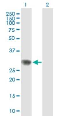 Western Blot: RPAIN Antibody [H00084268-B01P]