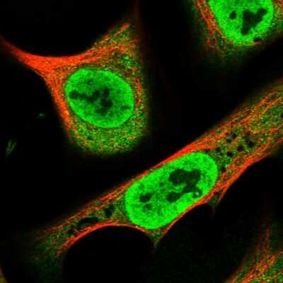 Immunocytochemistry/ Immunofluorescence: RPAP1 Antibody [NBP2-14512]