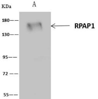 Immunoprecipitation: RPAP1 Antibody [NBP3-12623]