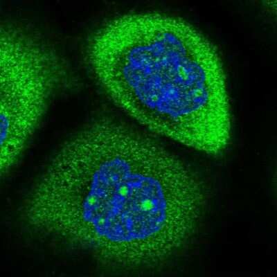 Immunocytochemistry/ Immunofluorescence: RPAP2 Antibody [NBP2-13248]