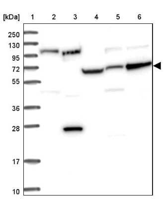 Western Blot: RPAP2 Antibody [NBP2-13248]