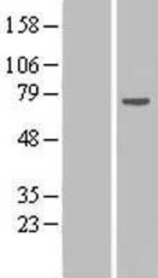 Western Blot: RPAP2 Overexpression Lysate [NBL1-15493]