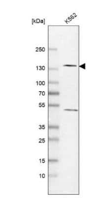 Western Blot: RPB2 Antibody [NBP1-87786]