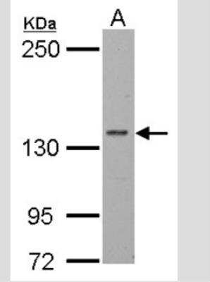 Western Blot: RPB2 Antibody [NBP2-53092]