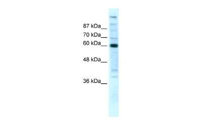 Western Blot: RPB2 Antibody [NBP2-88176]