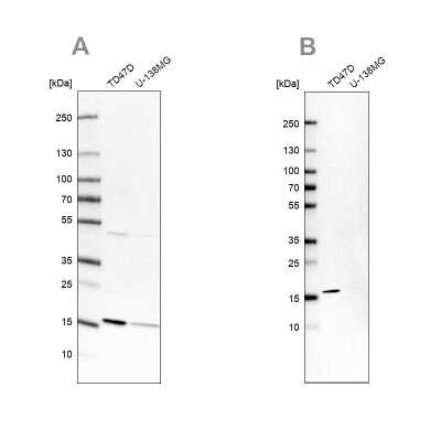 Western Blot: RPB8 Antibody [NBP1-80816]