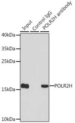 Western Blot: RPB8 AntibodyBSA Free [NBP2-95227]