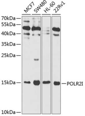 Western Blot: RPB9 AntibodyBSA Free [NBP2-93676]