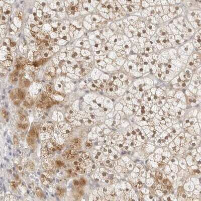 Immunohistochemistry-Paraffin: RPC62 Antibody [NBP1-87110]