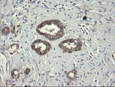 Immunohistochemistry: RPC62 Antibody (OTI2H1) - Azide and BSA Free [NBP2-73942]