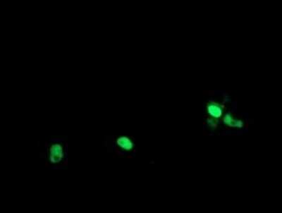 Immunofluorescence: RPC62 Antibody (OTI2H1) [NBP2-45900]