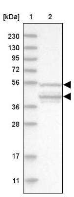 Western Blot: RPC62 Antibody [NBP1-87110]