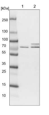 Western Blot: RPC62 Antibody [NBP1-87110]