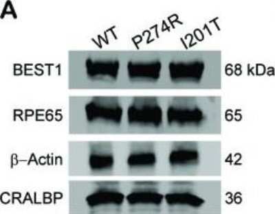 Western Blot: RPE65 Antibody (401.8B11.3D9)Azide and BSA Free [NBP2-80931]