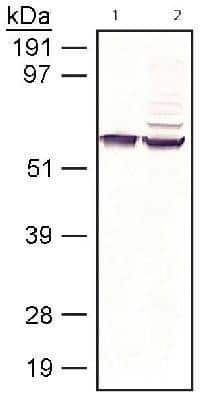 Western Blot: RPE65 Antibody (401.8B11.3D9)Azide and BSA Free [NBP2-80931]