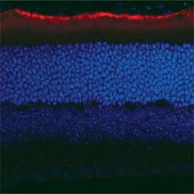 Immunohistochemistry-Frozen: RPE65 Antibody (401.8B11.3D9) - BSA Free [NB100-355]