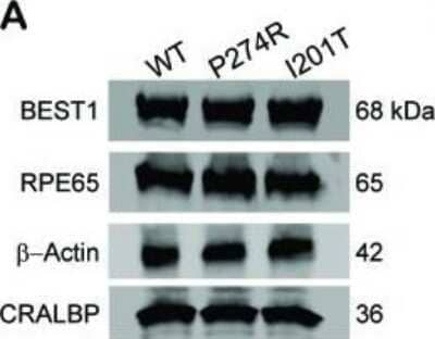 Western Blot: RPE65 Antibody (401.8B11.3D9)BSA Free [NB100-355]