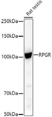 Western Blot: RPGR AntibodyAzide and BSA Free [NBP2-93653]