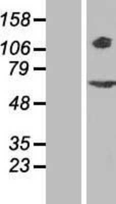 Western Blot: RPGR Overexpression Lysate [NBP2-09036]