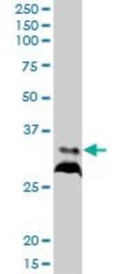 Western Blot: RPIA Antibody [H00022934-B01P]