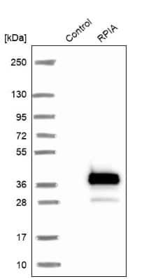 Western Blot: RPIA Antibody [NBP1-86214]