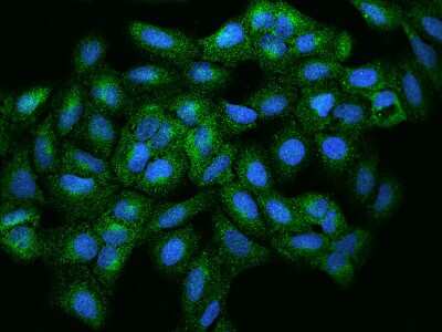 Immunocytochemistry/ Immunofluorescence: RPIP8 Antibody [NBP2-97453]