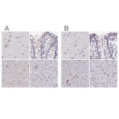 Immunohistochemistry-Paraffin: RPIP8 Antibody [NBP2-68906]