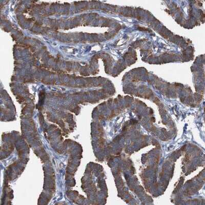 Immunohistochemistry-Paraffin: RPL10 Antibody [NBP1-84037]