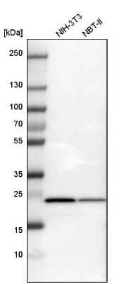 Western Blot: RPL10 Antibody [NBP1-84037]