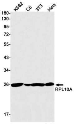 Western Blot: RPL10A Antibody (S08-9H8) [NBP3-19763]