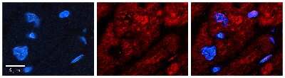 Immunohistochemistry-Paraffin: RPL11 Antibody [NBP3-09430]