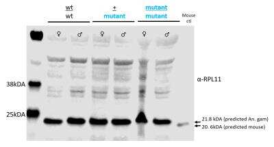 Western Blot: RPL11 Antibody [NBP2-20210]