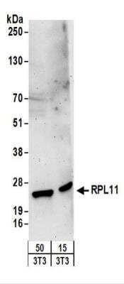 Western Blot: RPL11 Antibody [NBP2-22283]