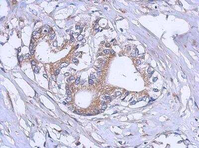Immunohistochemistry-Paraffin: RPL12 Antibody [NBP2-20211]